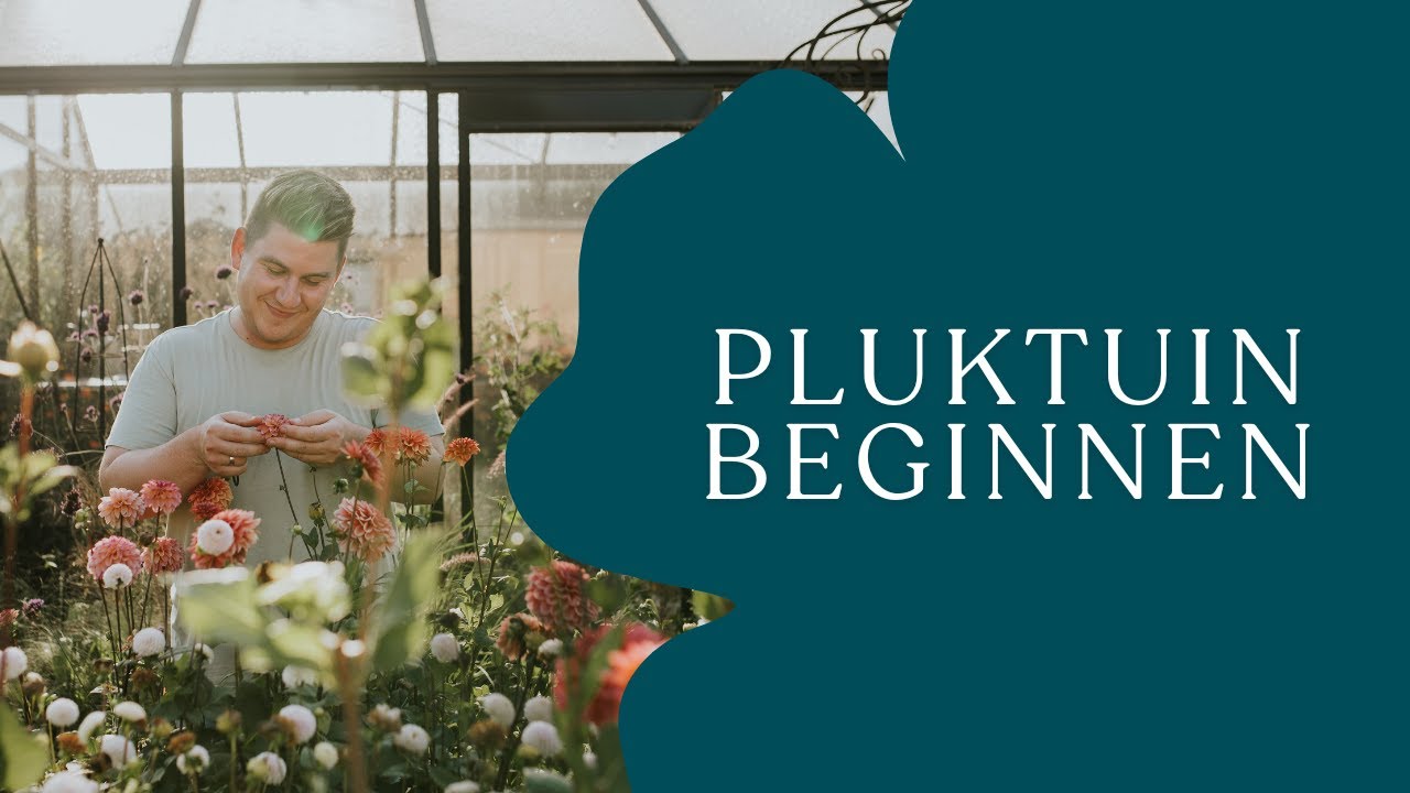 Starten met een pluktuin: tips om de mooiste bloemen te kweken I Angelo Dorny