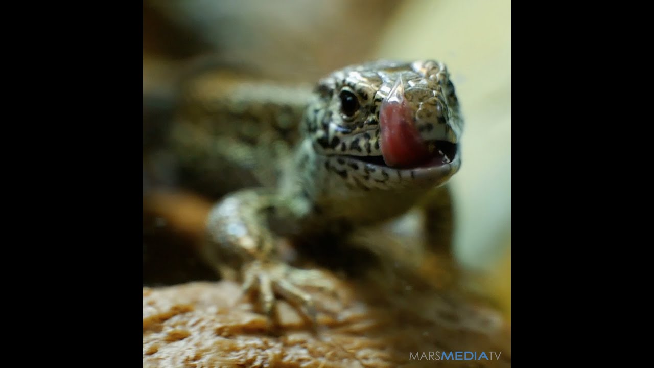 Viviparous Lizard (Waldeidechse Karlchen)