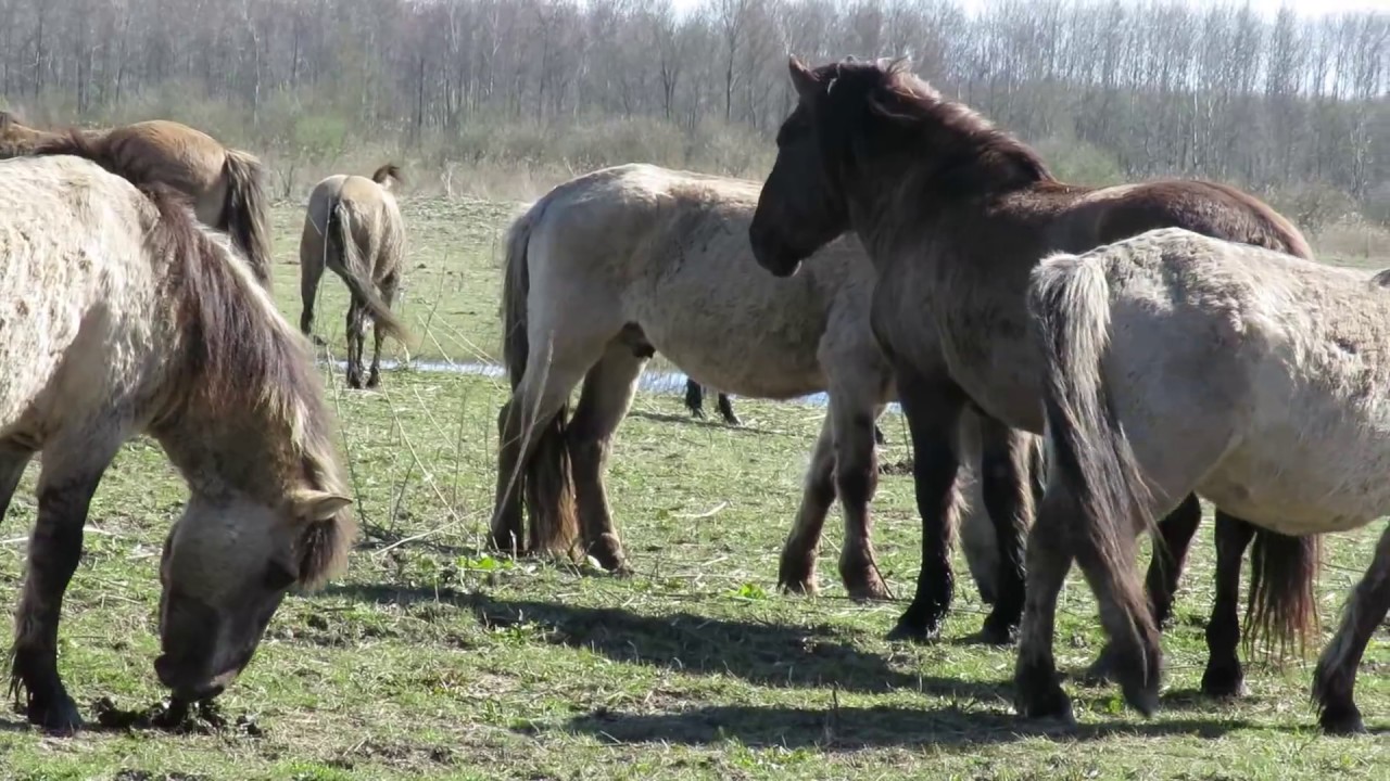 Konik &ndash; Equus caballus caballus - Annelies van Klinken