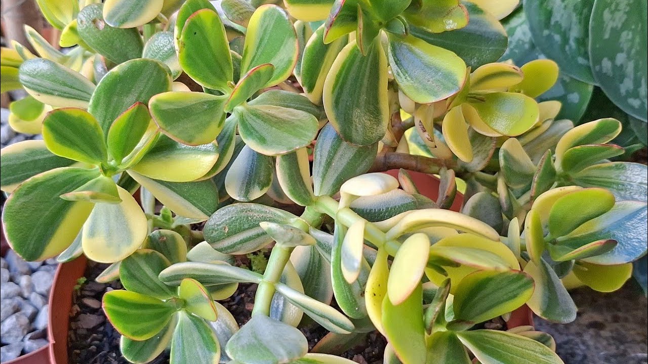 Como Fazer Arvoreta da Planta Jade | Passo a Passo Simples