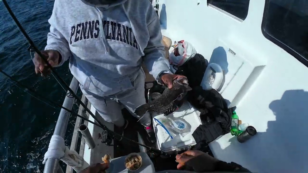 Black Sea Bass Fishing on the Jamaica ll in Brielle NJ.