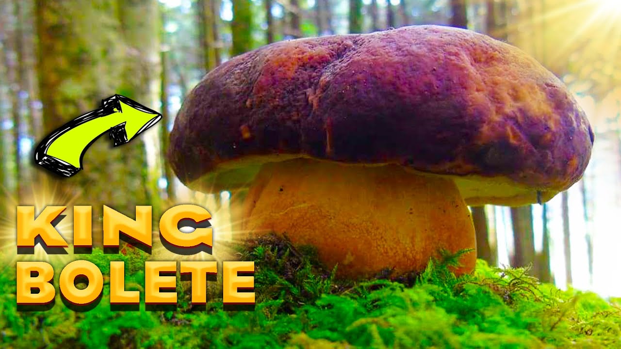 King Bolete. Boletus Edulis. World Of Mushrooms. Mushrooms 2022.