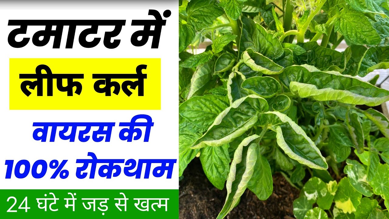 Leaf Curl Virus in Tomato🌱Tamatar me leaf Curl Virus ko kaise karen🍅लीफ कर्ल वायरस की रोकथाम