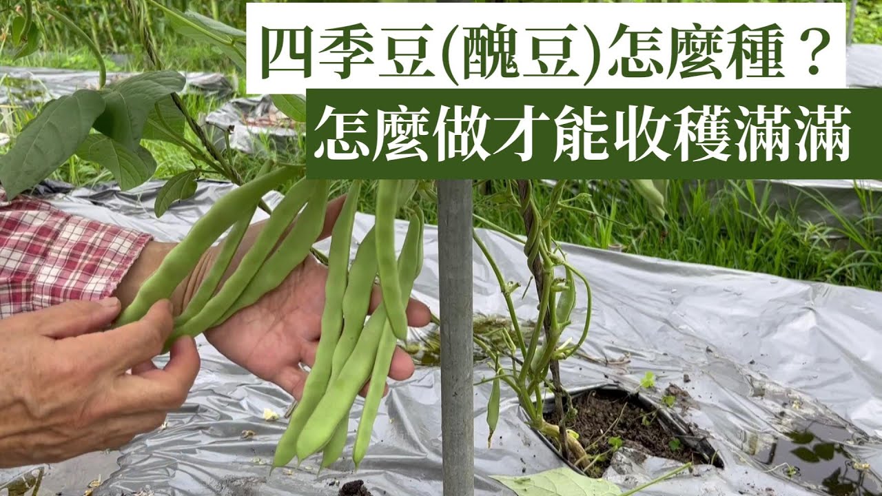 四季豆(醜豆)完整種植教學 | 阿星種植