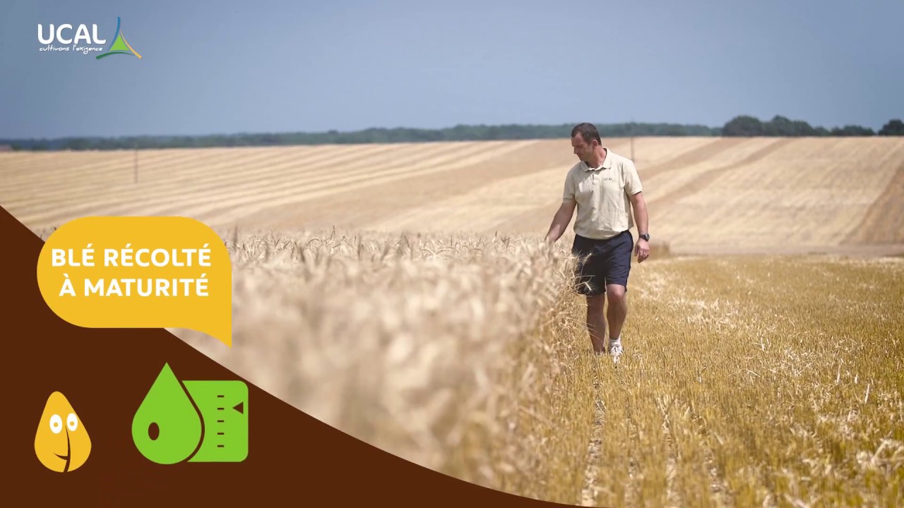 la vie du blé sur les terroirs de l'allier