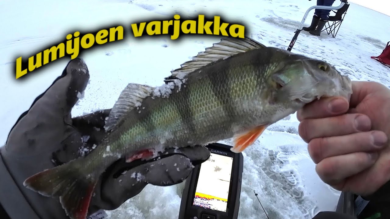 Pilkillä Lumijoen varjakassa | Pakkanen puree mutta miten ahven?