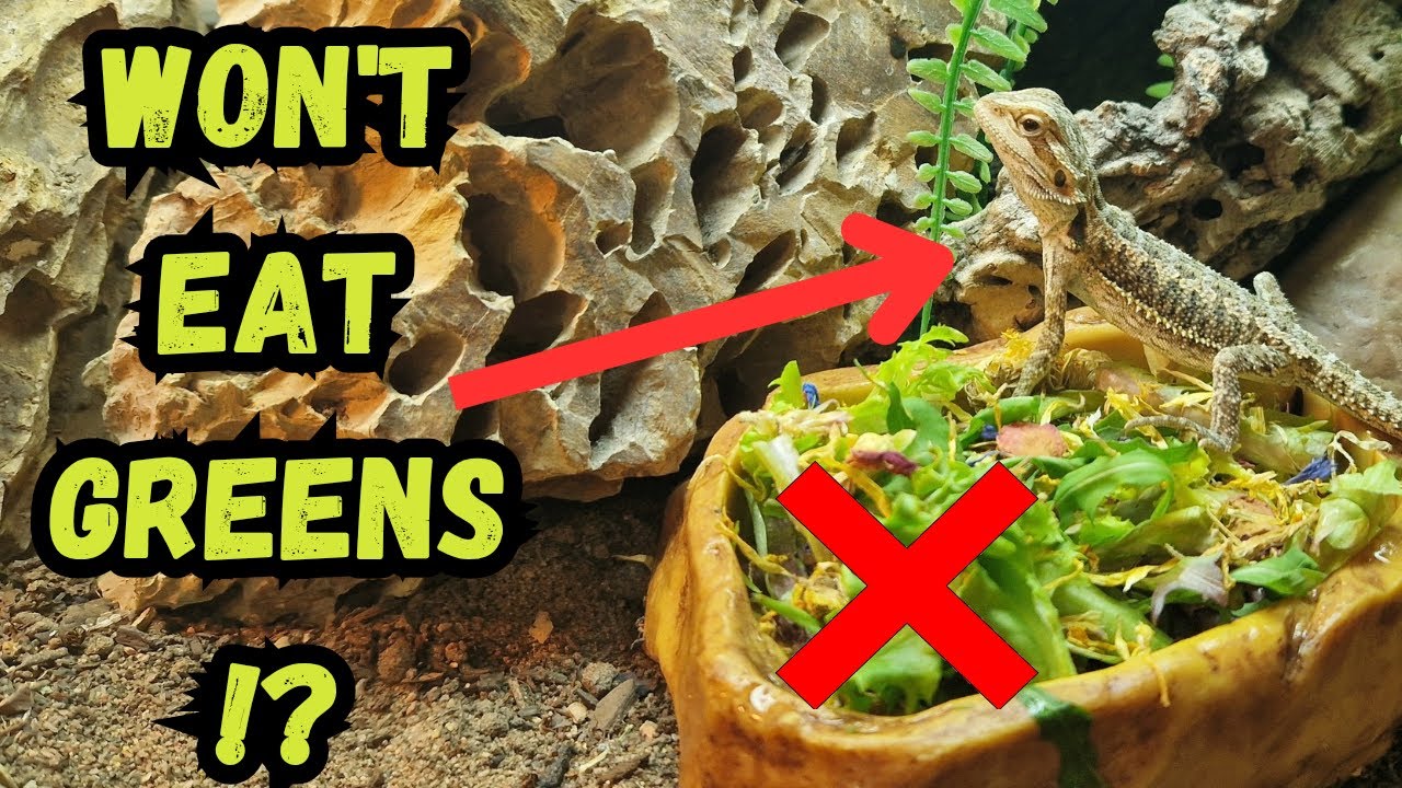 Stubborn Bearded Dragon Won’t Eat Greens | Try These 9 Easy Techniques!
