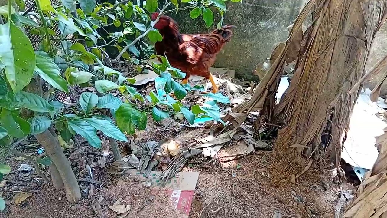 El gallo y la gallina están felices!  🐓 🐓 🐔 