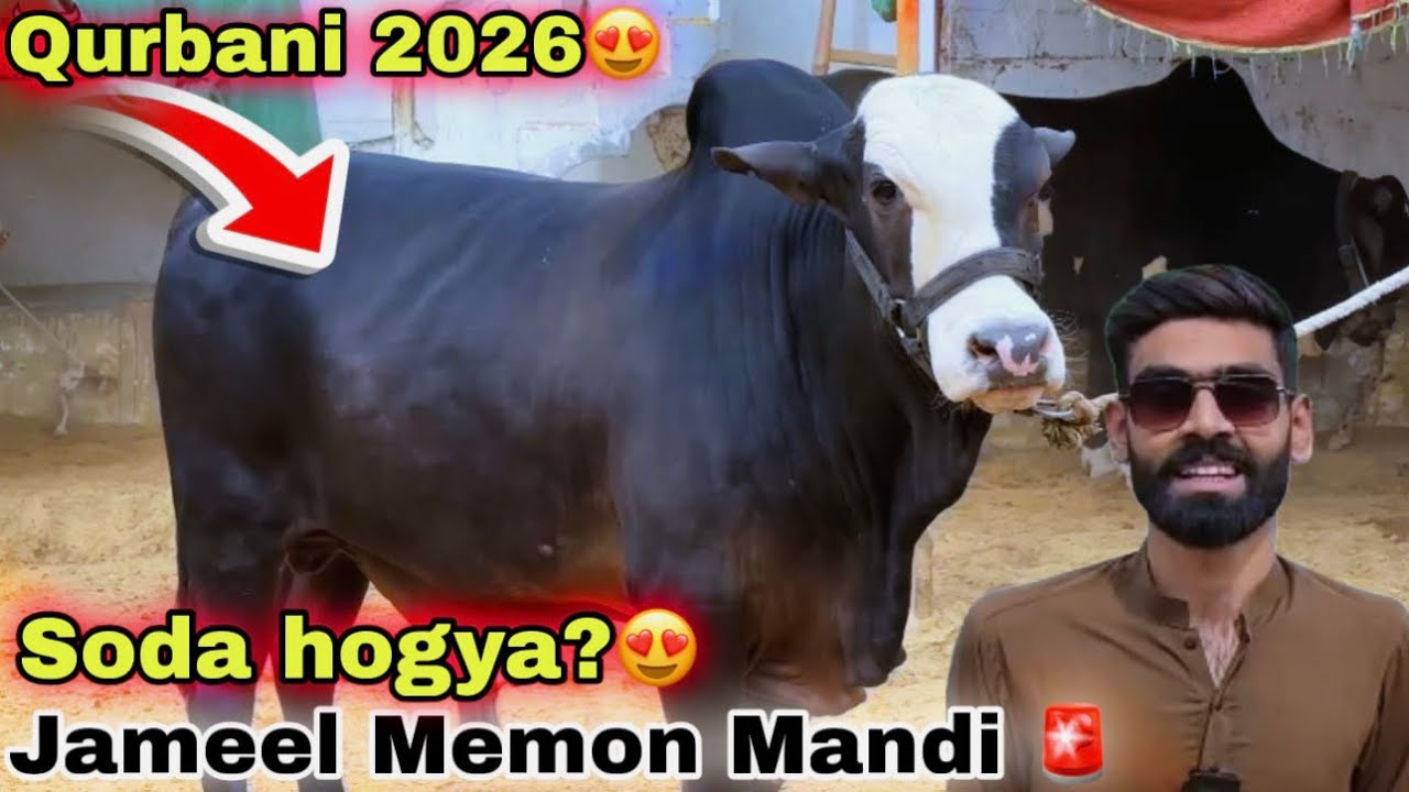 Karachi Ki Sasti Cow Mandi 2026 | haroon Bhai Qurbani Ka Sasta Janwer  Le Aya 😍 | Cow Mandi 