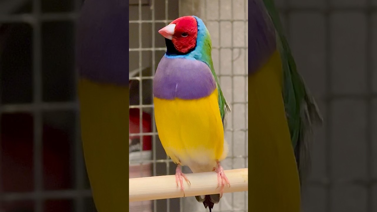 Gouldian Finch Singing - Bird Sounds | Aviary Birds #birds #bird #nature #animals #pets #animals