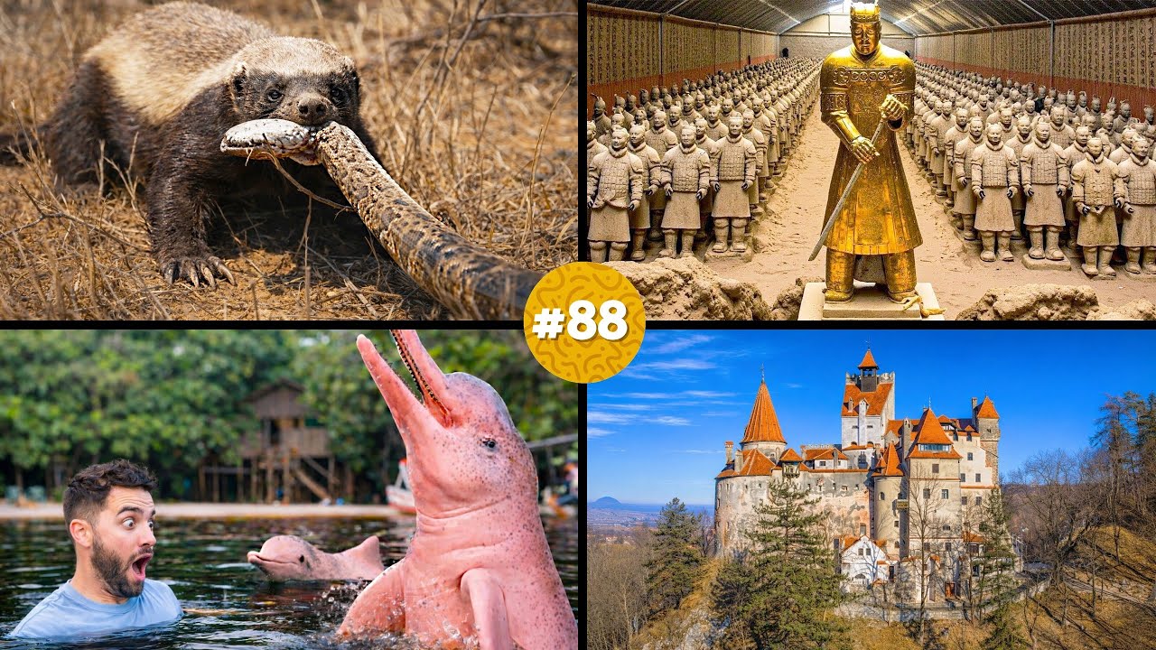 🧠 ¡20 DATOS CURIOSOS que NO sabías hace 5 minutos! 😱#88