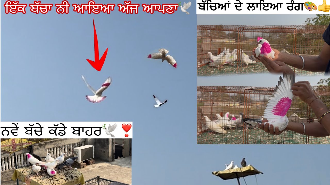 ਅੱਜ ਇੱਕ ਨਵਾਂ ਬੱਚਾ ਘਰੇ ਨਹੀ ਆਇਆ🕊|| ਬੱਚਿਆਂ ਦੇ ਲਾਇਆ ਰੰਗ🕊❤️|| ਨਵੇਂ ਬੱਚੇ ਕੱਡੇ ਬਾਹਰ 🕊️❣️||#views #pigeon 