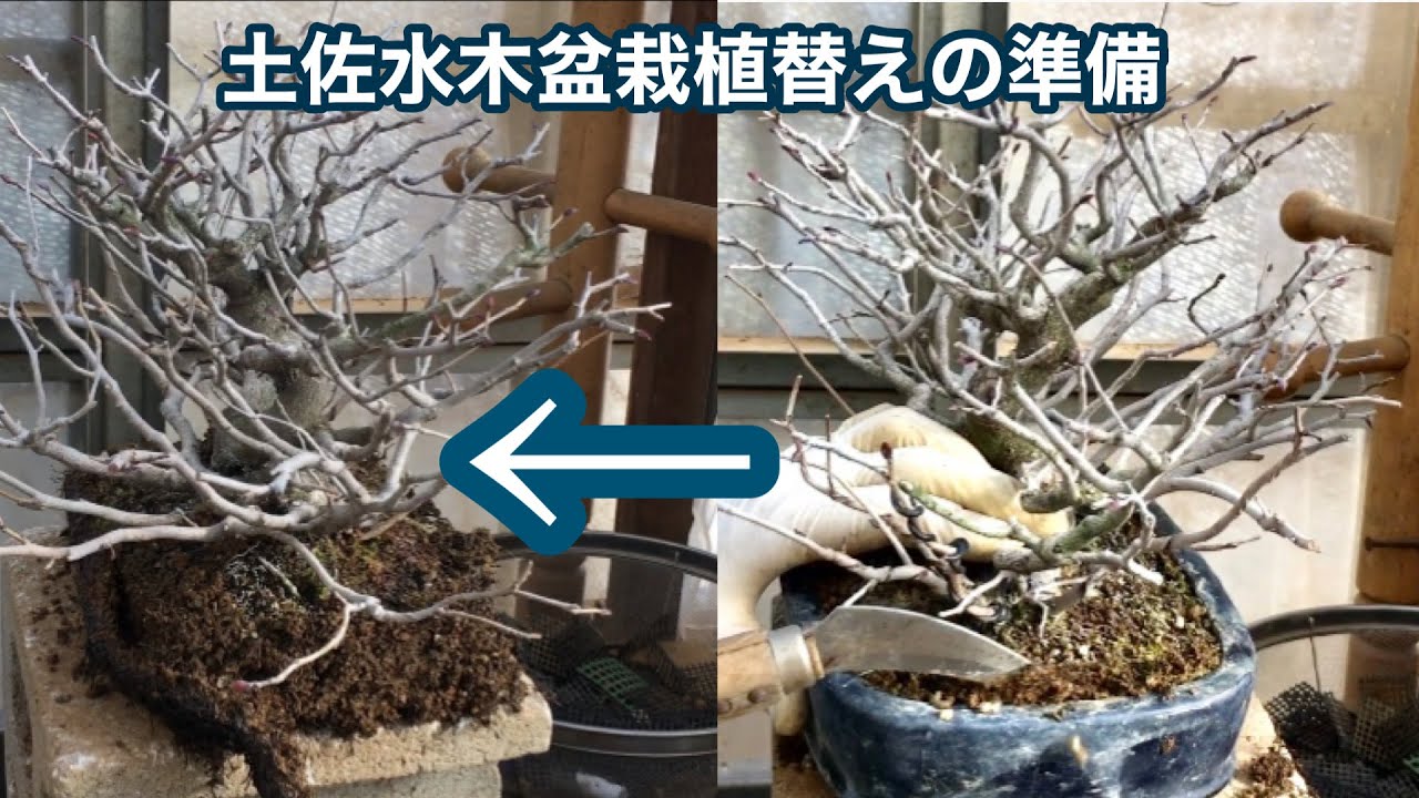 Подготовка бонсай Tosa Mizuki к пересадке, соединение ветвей камелии, соединение почек,