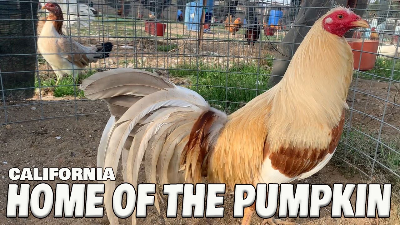 Beautiful Birds Pumpkin Farm Frank Brizuela - California Farm Visit