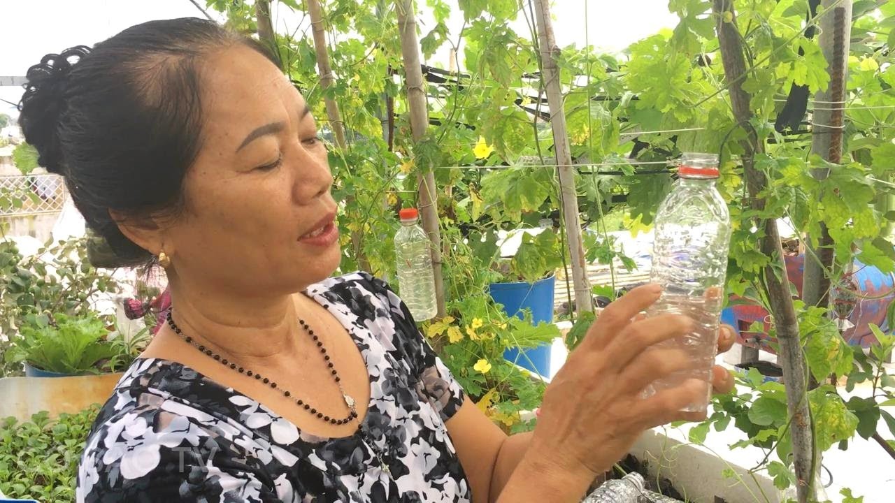 Cách làm bẫy ruồi vàng phá hoại trái cây hiệu quả 100%