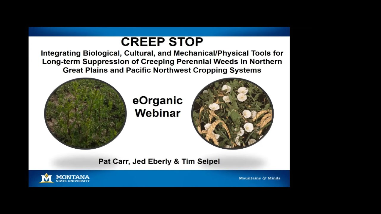 Integrated Management of Field Bindweed and Canada Thistle in Organic Cropping Systems