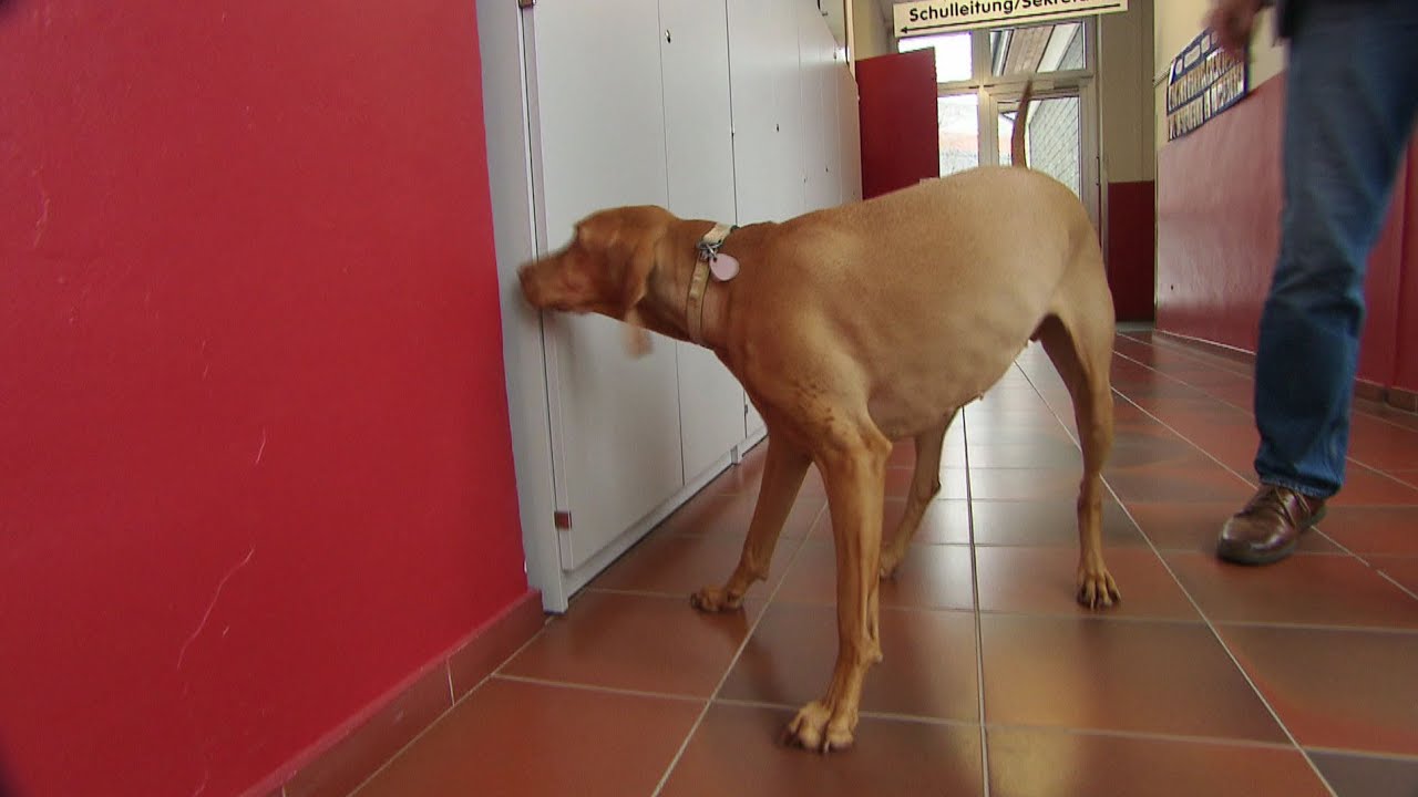 Spürhunde suchen nach Schimmel in der Grundschule Kaisersesch | SWR | Landesschau Rheinland-Pfalz