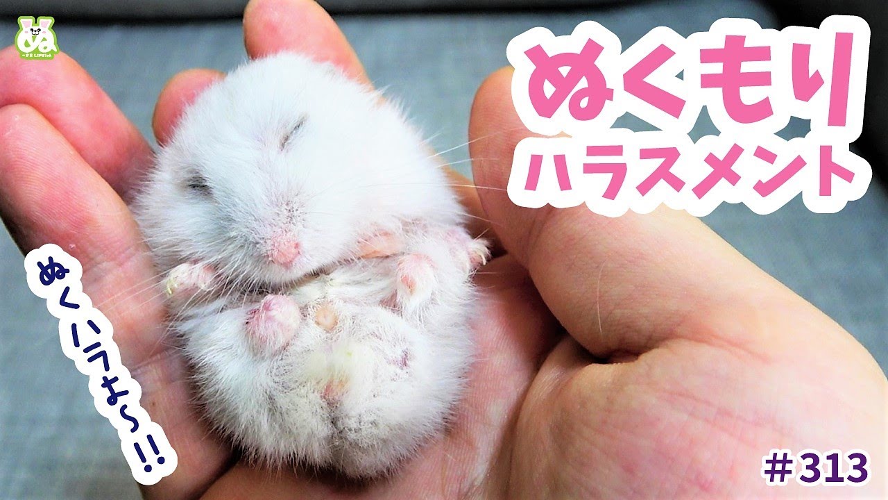 温もりを与え過ぎた結果、暖眠してしまったハムスター！