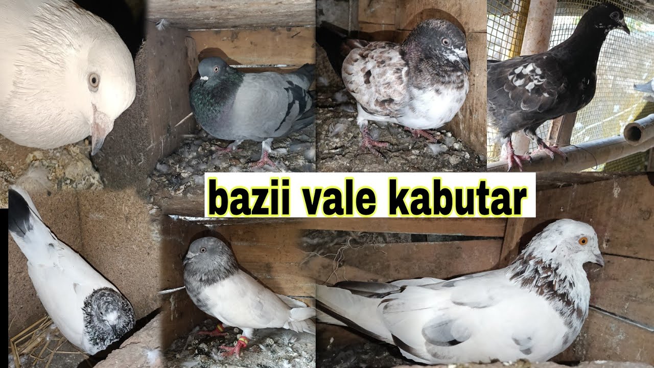 kabutar, bazii ka kabutarkagharkaisebanaye, newpigeonhouse, petsvlog, kabutarpakda , vlogs, vairal
