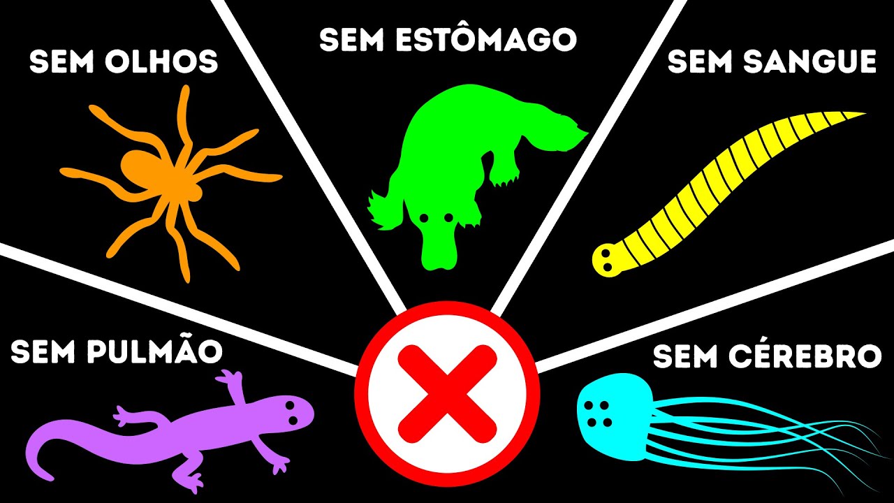Mais de 10 Animais Que Não Têm Os Órgãos Mais Importantes