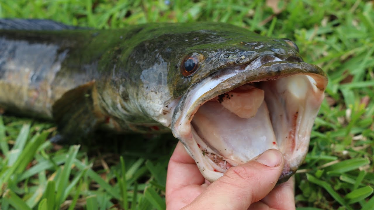 Eating Florida's Most Invasive Fish -Catch, Clean and Cook (Bullseye Snakehead)