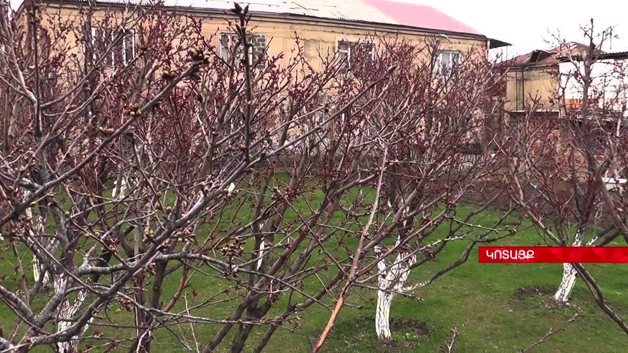 Փորձառու գյուղատնտեսի խորհուրդները բույսերի խնամքի մասին Aysor ATV