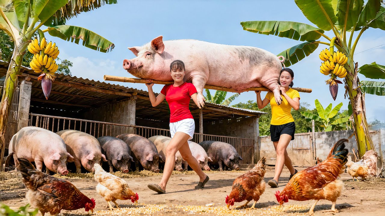 TIMELAPSE -- Harvesting 200Kg Giant Piglets, Go to Market Sell & Cooking Spicy Banana Soup