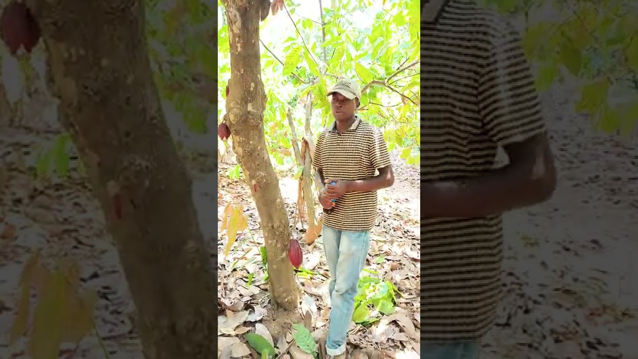 Cocoa Growing in Kyela District, Mbeya Region, Tanzania (Part 1)