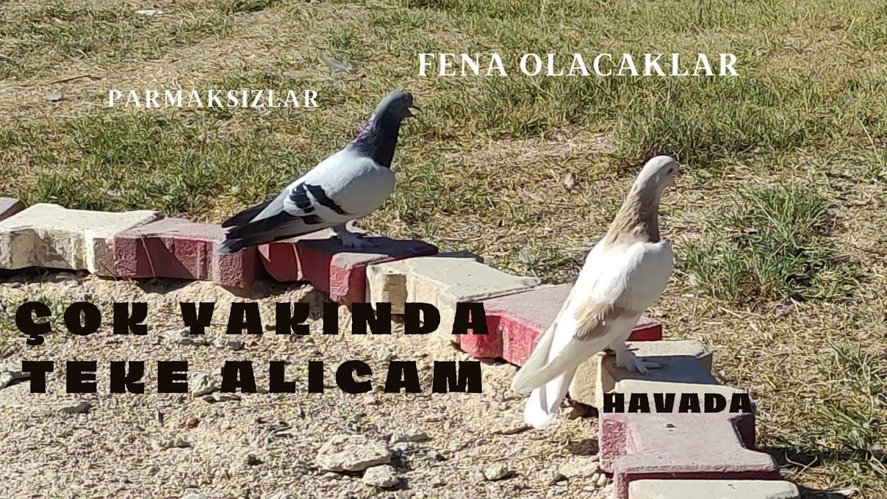 GÖK.LİMON.BOZKİRLİ.DUMAN SIK TAKLADAN ÇIKTILAR !TEKE ALMA ZAMANI GELDİ !