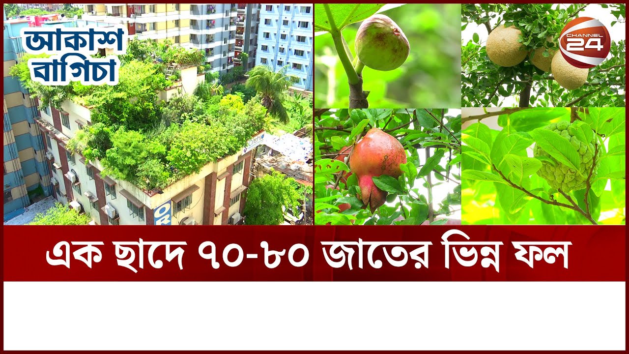 শখের পাশাপাশি ছাদ বাগান হতে পারে বাণিজ্যিক | আকাশ বাগিচা | Akash Bagicha | Channel 24