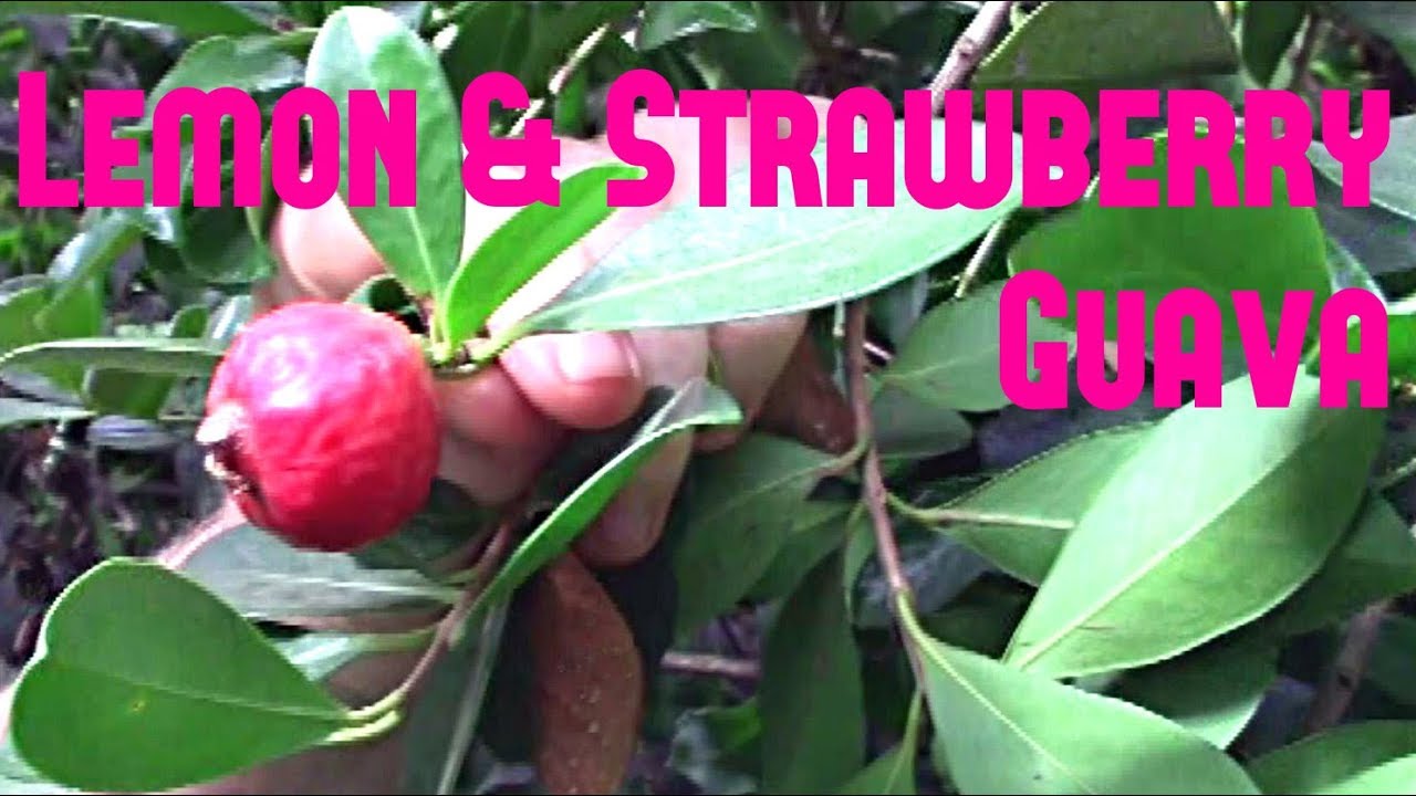 Lemon Guava & Strawberry Guava - Weird Fruit Explorer 246