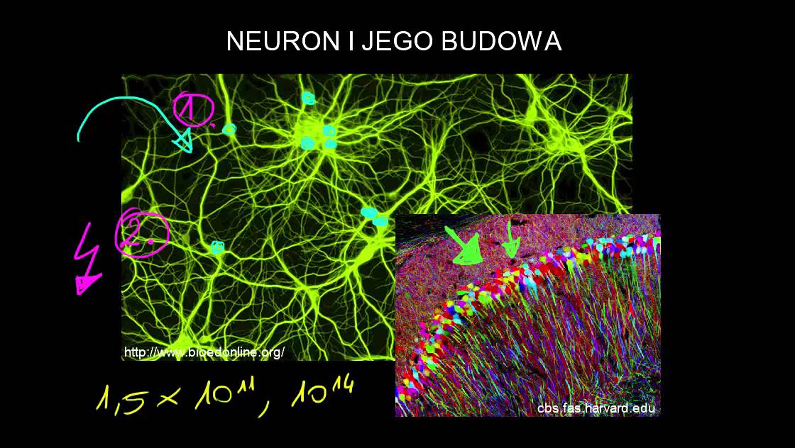 Neuron i jego budowa