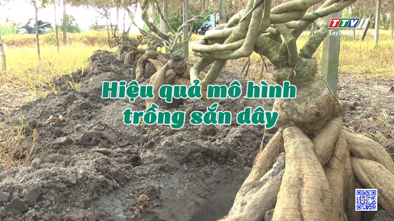 Hiệu quả mô hình trồng sắn dây | NÔNG NGHIỆP TÂY NINH | TayNinhTV