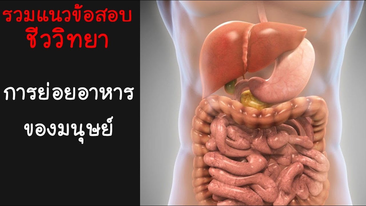 รวมแนวข้อสอบชีวะ การย่อยอาหารของมนุษย์