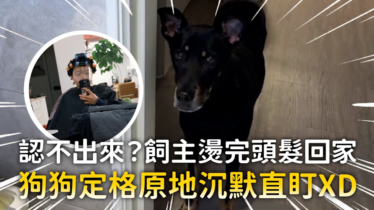 認不出來？飼主燙完頭髮回家　狗狗定格原地沉默直盯XD
