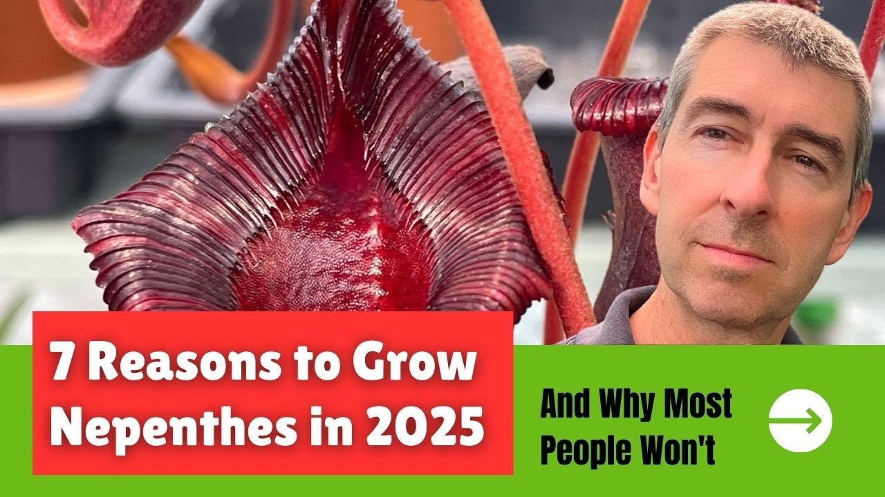7 Compelling Reasons to GROW NEPENTHES in 2025 - & Why You Probably Won't!