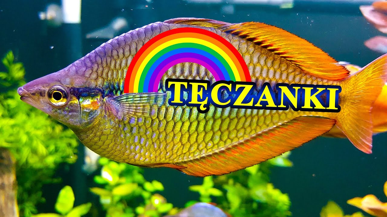 TĘCZANKOWATE 🌈 feeria barw w AKWARIUM