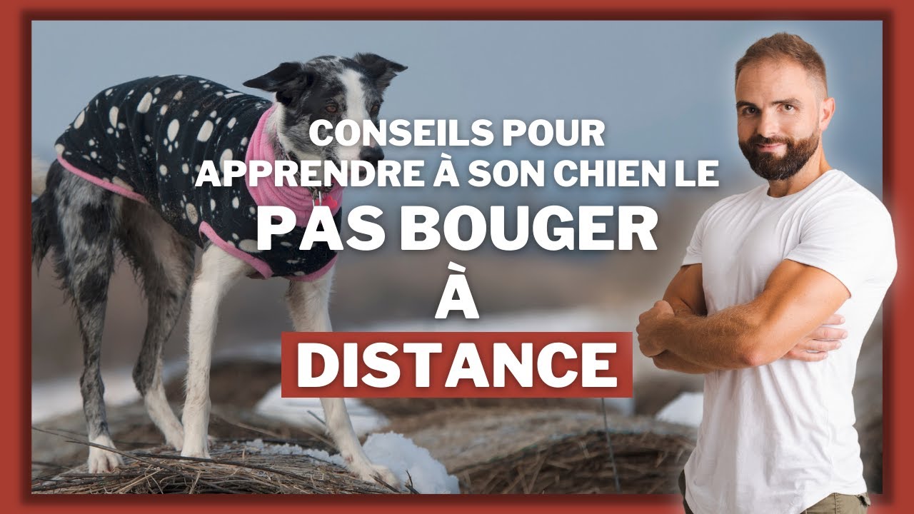 Conseils pour apprendre &agrave; son chien le pas bouger &agrave; distance