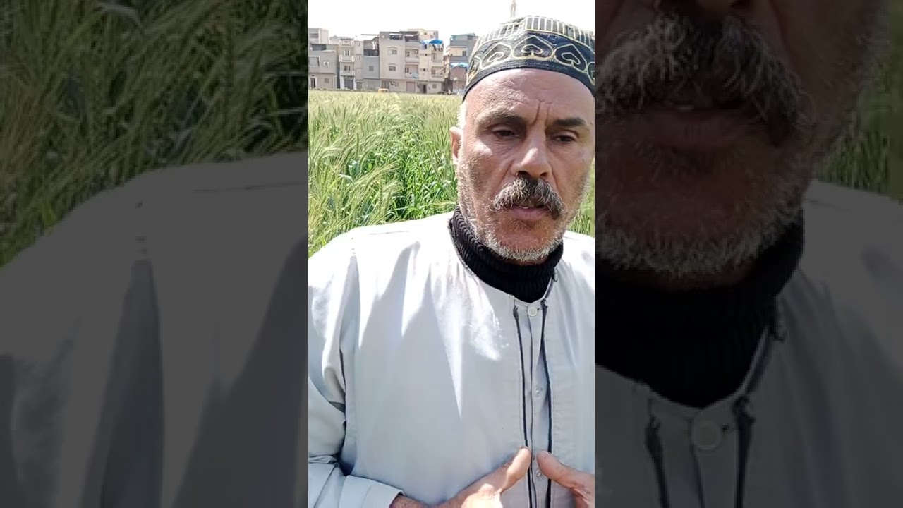 شوفو الحاج علي بيحكي ويقول إيه في زراعة وإنتاج القمح علي مصاطب وتنفيذ التوصيات الإرشادية