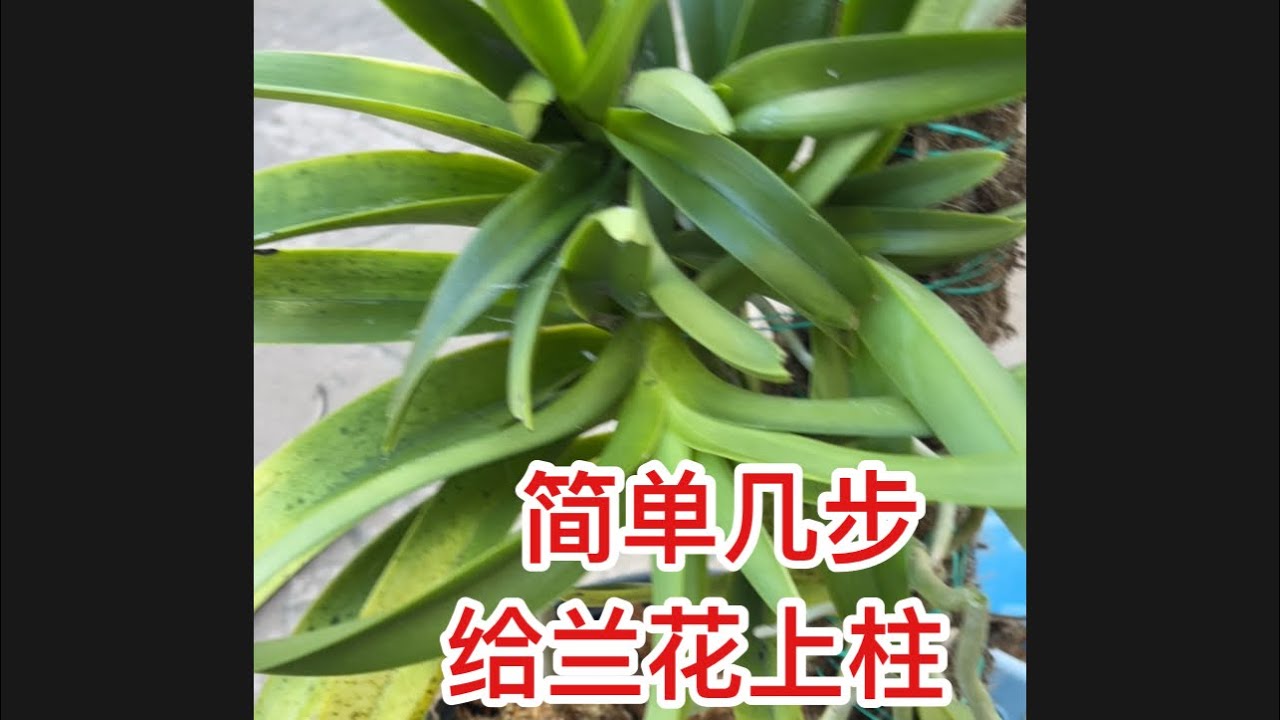养万代兰原来可以这么简单：简单几步给万代兰上柱， 再也不用天天喷水了
