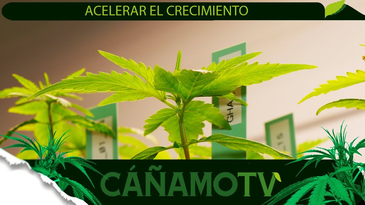C&Oacute;MO ACELERAR EL CRECIMIENTO DE TUS PLANTAS EN INTERIOR 💡 Mars Hydro FC-E4800
