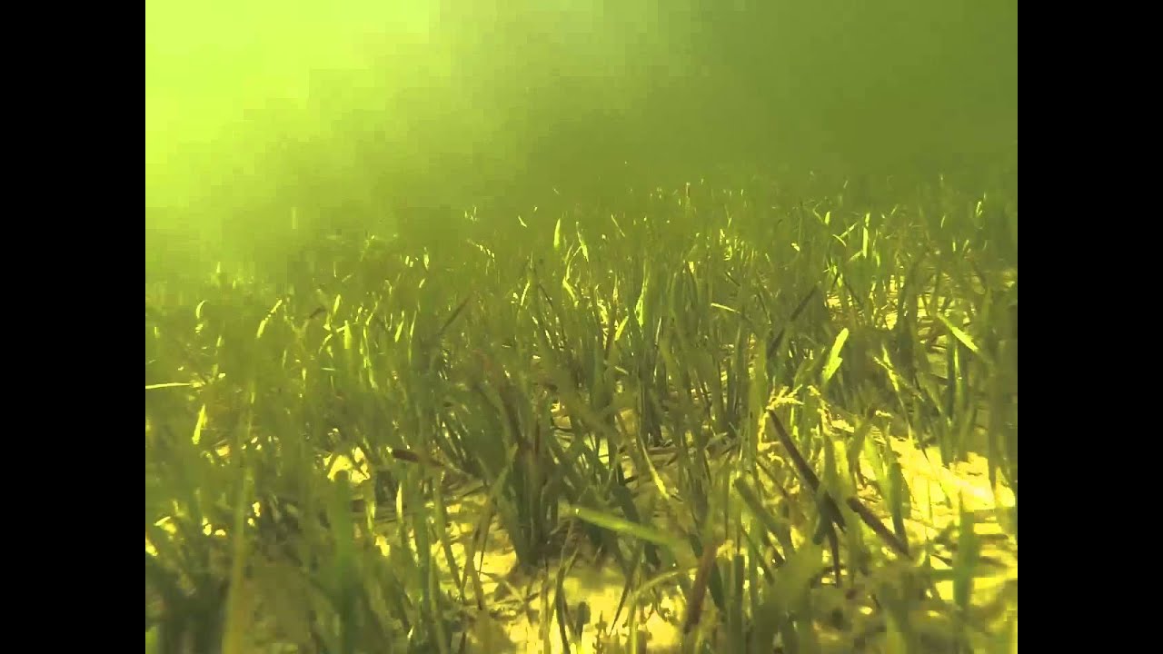 Scalloping in St. Josephs Bay 2013