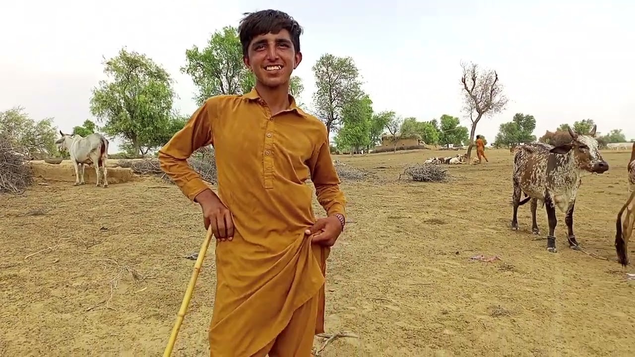 Rohi cholistani desert animals enjoy with us 