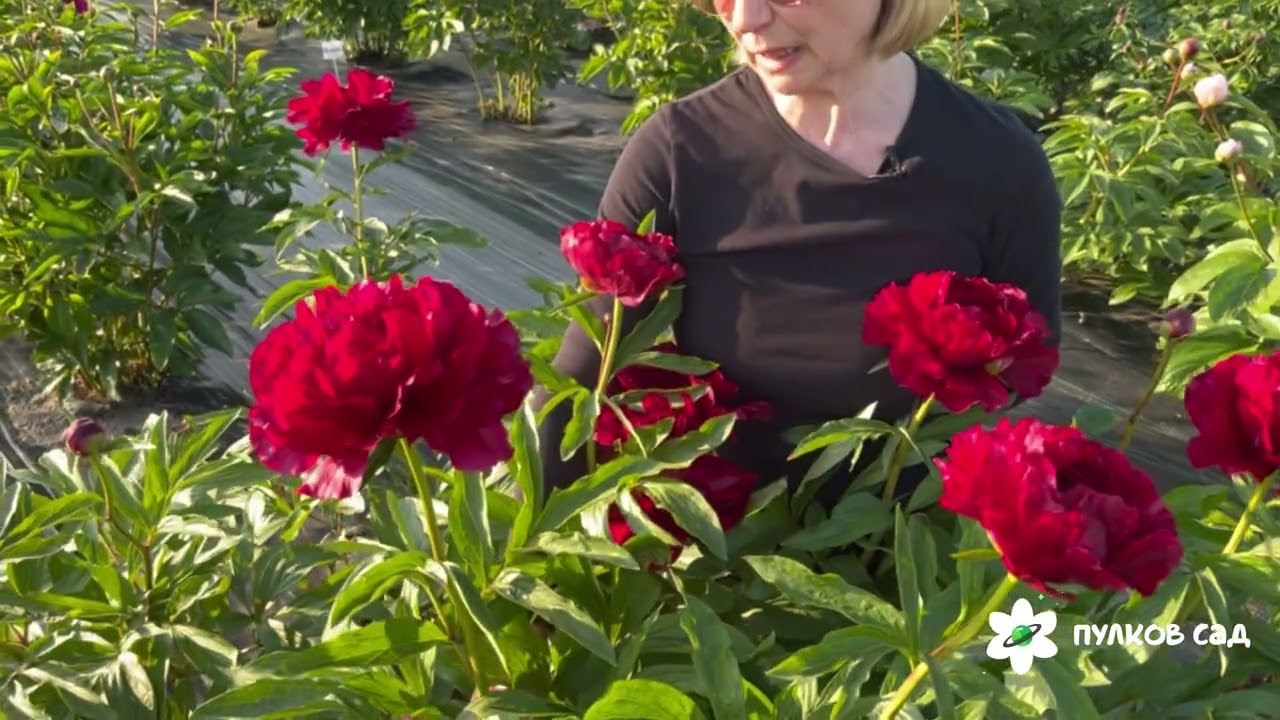 Red Glory peony. Ред Глори пион. Пулков сад (2025 г.)