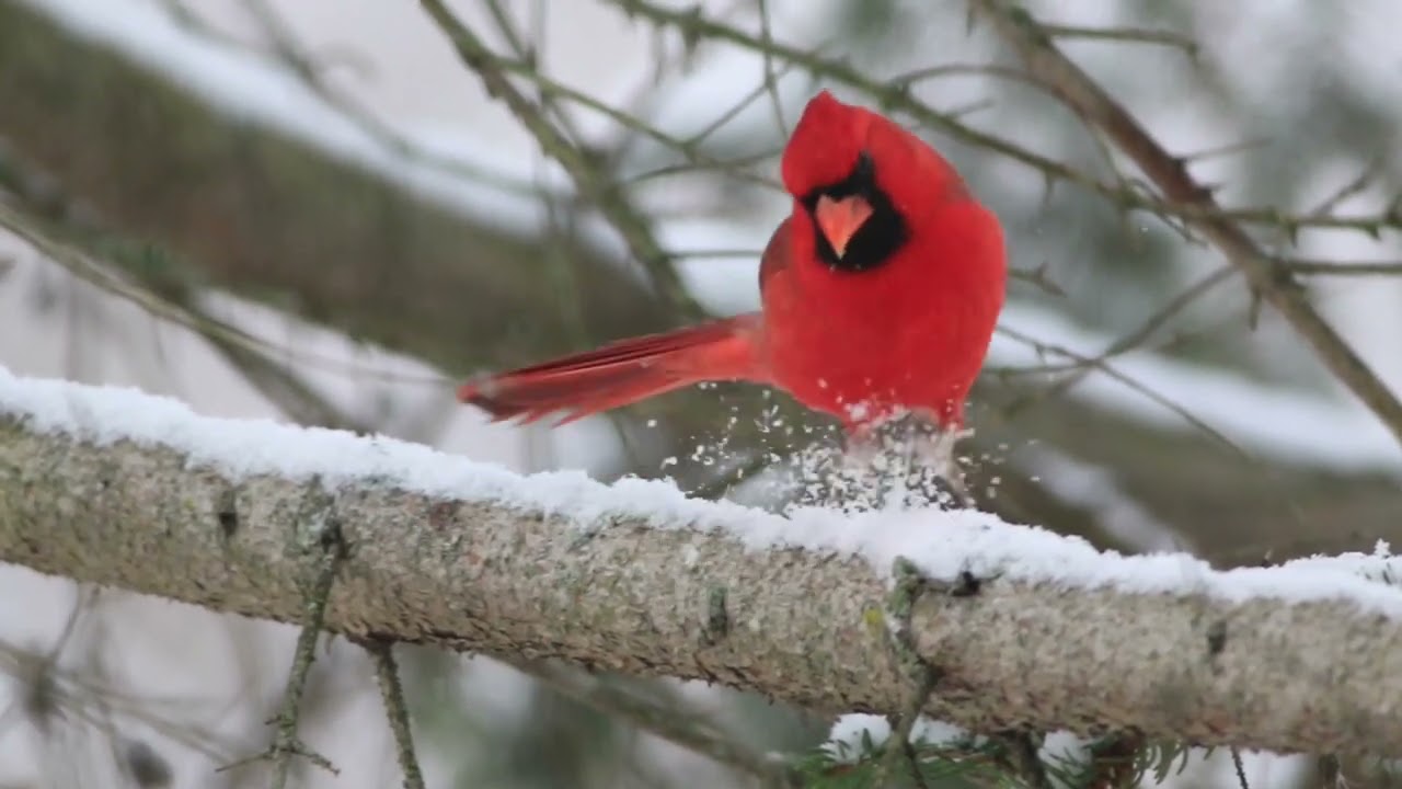 Winter Bird Friends #birds #wildlifephotography