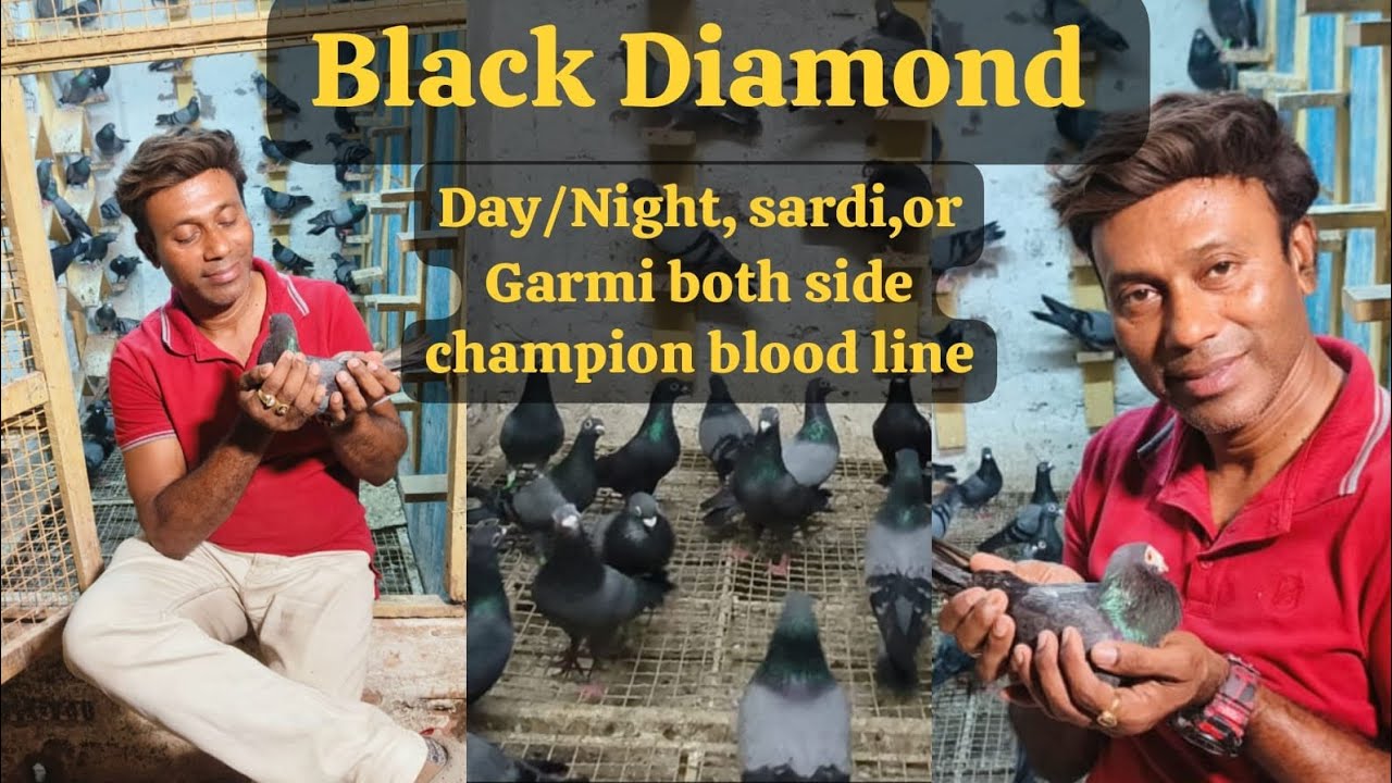 Black Diamond: The extraordinary bloodline created by Somnath Halder.