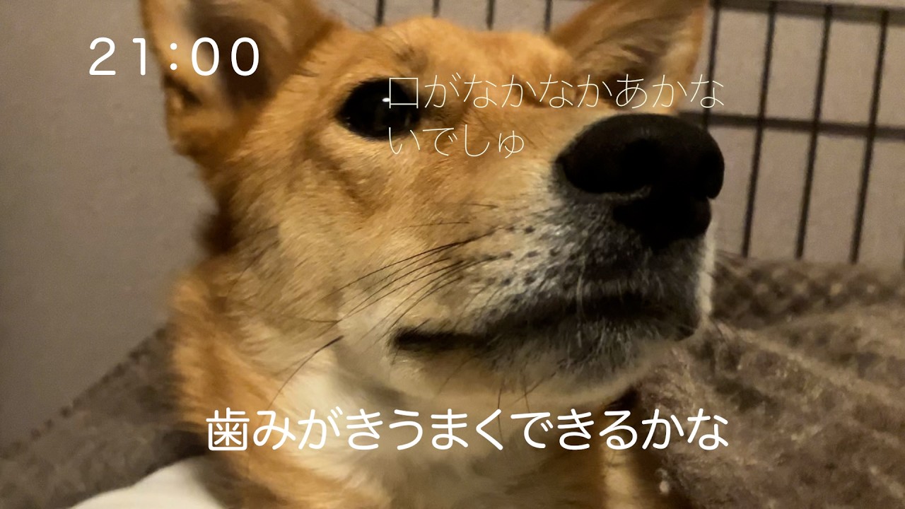 ４０代マンション暮らしの会社員がはじめての保護犬に歯みがきします