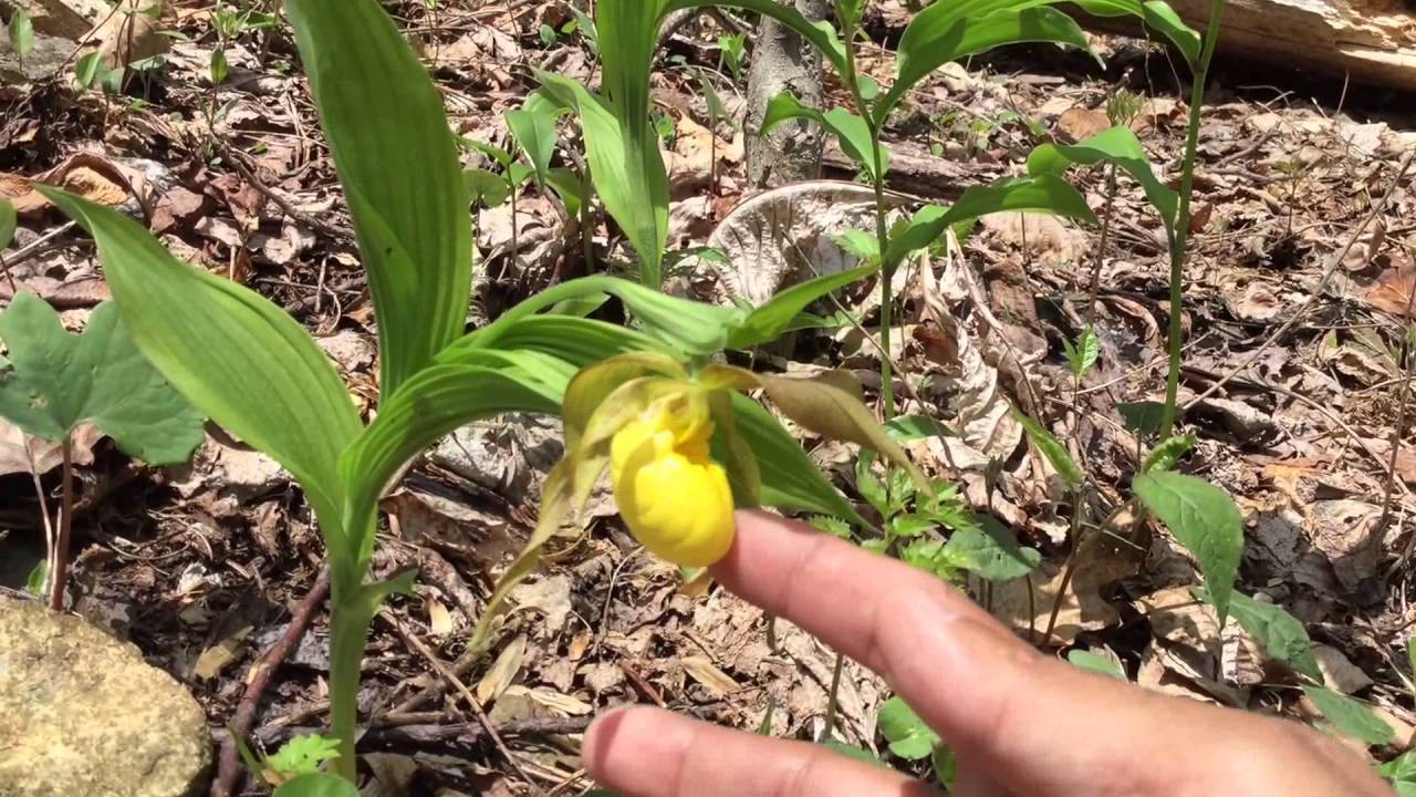 Capital Naturalist: Yellow Ladyslipper Orchid