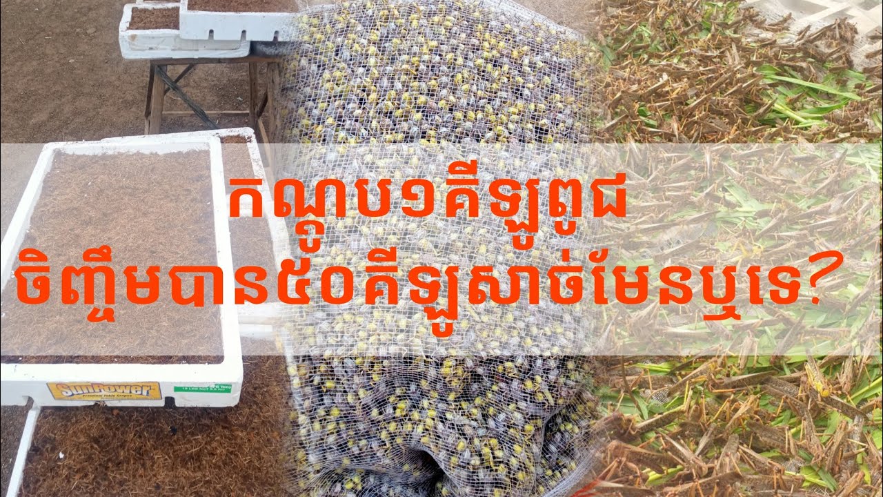 កណ្តូប១គីឡូពូជបាន៥០គីឡូសាច់មែនឬទេ?