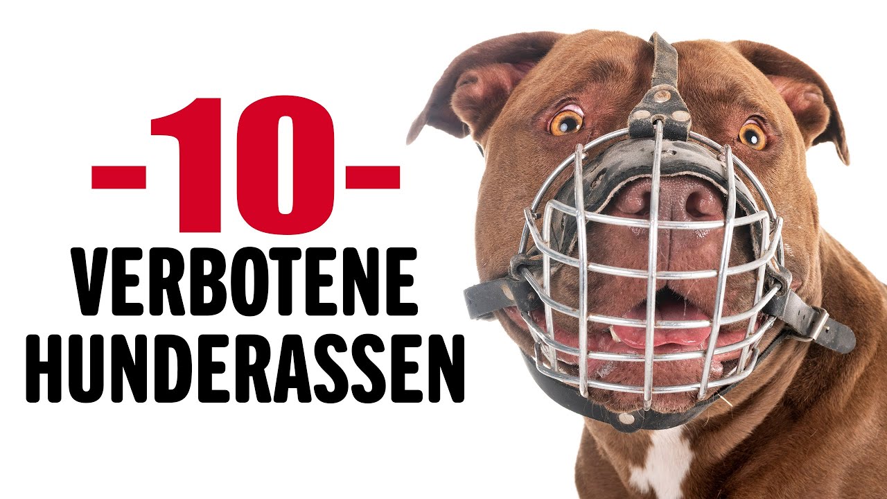 10 VERBOTENE HUNDERASSEN | Tierwelt